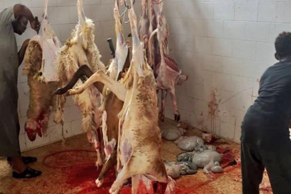 Rotten meat destroyed in Makkah