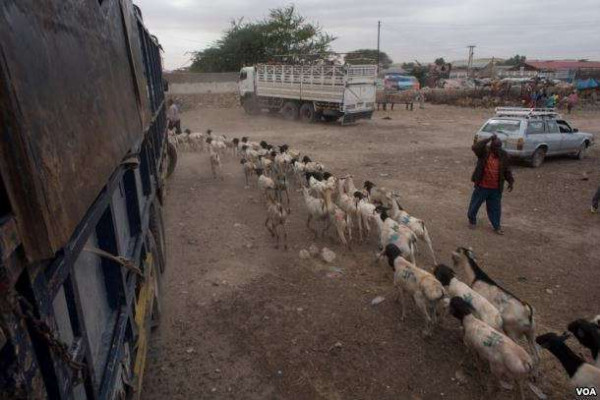 Somaliland to export more than 800,000 livestock Saudi Arabia for this year’s Hajj