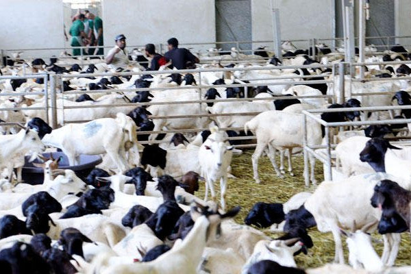 Saudi ministry beefs up cattle imports for Hajj season