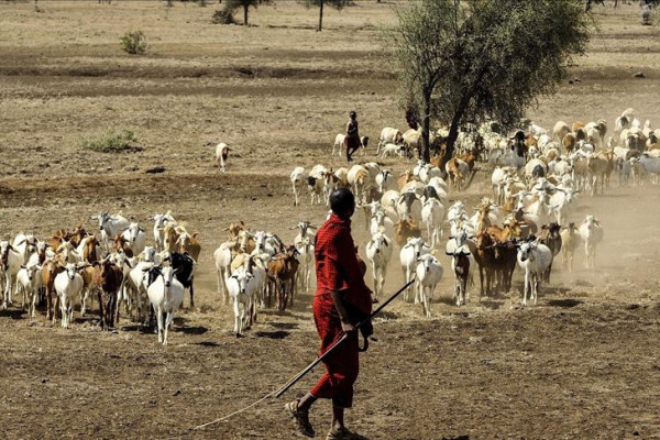 Hajj cancelation due to COVID-19 hurting Somali farmers