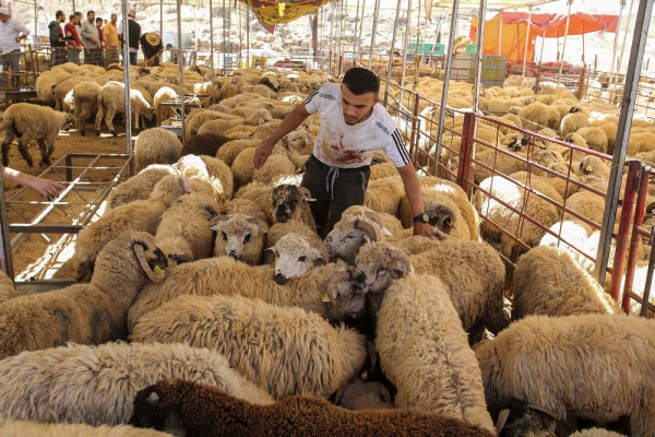 Makkah Municipality increases number of slaughterhouses for Eid feast sacrifice