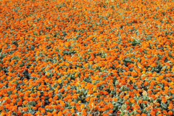 Makkah all set for its first flower festival