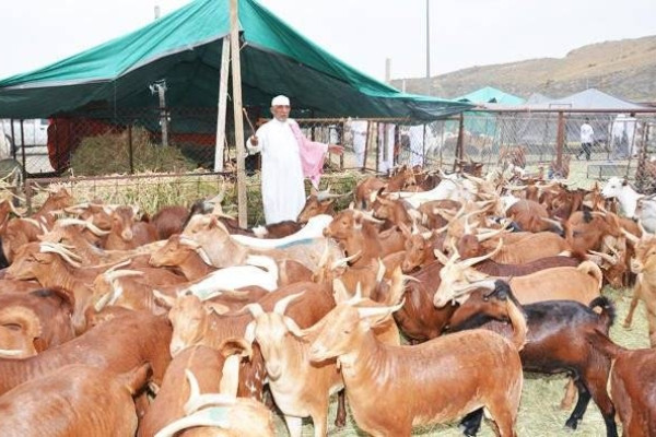Sheep prices up by 50%, likely to increase further