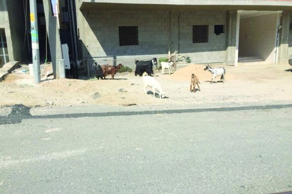 Goats left loose irk residents of Makkah neighborhood